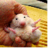 L'adorables hamsters .