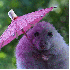 L'adorables hamsters .