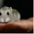 L'adorables hamsters .