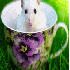 L'adorables hamsters .
