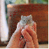 L'adorables hamsters .