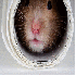 L'adorables hamsters .