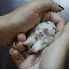 L'adorables hamsters .