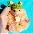 L'adorables hamsters .
