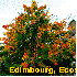 Les couleurs flamboyantes de l