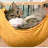 Chaton, Adopté par 5 furets.