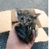 Chaton, Adopté par 5 furets.