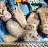Chaton, Adopté par 5 furets.