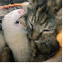 Chaton, Adopté par 5 furets.