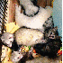 Chaton, Adopté par 5 furets.
