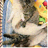 Chaton, Adopté par 5 furets.