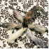 Chaton, Adopté par 5 furets.