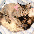 Chaton, Adopté par 5 furets.
