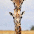Clichés d’animaux drôles p