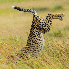 Clichés d’animaux drôles p