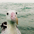Clichés d’animaux drôles p