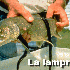 Animaux vampires .