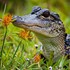 Les Animaux s’enivrent du pa