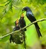 Les Oiseaux prennent tendremen