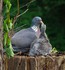 Les Oiseaux prennent tendremen