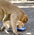 Ce singe a sauvé un chiot .