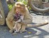 Ce singe a sauvé un chiot .