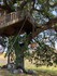 Cabane dans un arbre dans un c