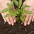 Plantes médicinales dans son 