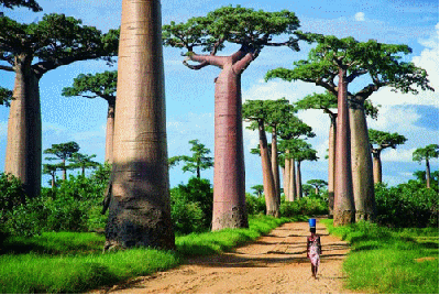 Avenue des baobabs, Madagascar
