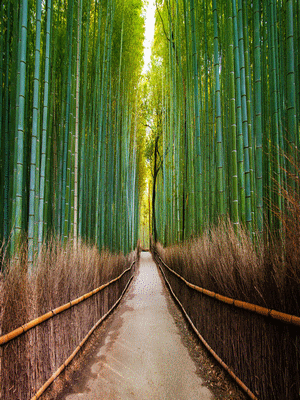 Bosquet de bambous d’Arashiyama à Kyoto, Japon