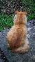 * Monseigneur des chats... *