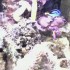 aquarium d'eau mer