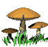 Morilles, trompettes de la mor