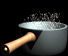 Morilles, trompettes de la mor