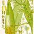 La cardamome