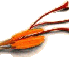 Le safran
