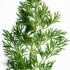 Un petit tour avec les herbes 