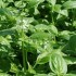 Un petit tour avec les herbes 