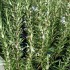 Un petit tour avec les herbes 