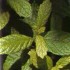 Un petit tour avec les herbes 