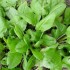 Un petit tour avec les herbes 