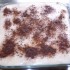 Mon tiramisu