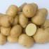 Les Pommes de terre : La Bintj