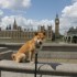 Westminster, Big Ben and the L