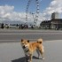 Westminster, Big Ben and the L