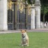 Buckingham Palace, Piccadilly 