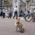 Buckingham Palace, Piccadilly 