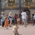 Buckingham Palace, Piccadilly 