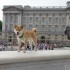 Buckingham Palace, Piccadilly 