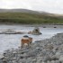 Lady Elee en Ecosse, 1ère par